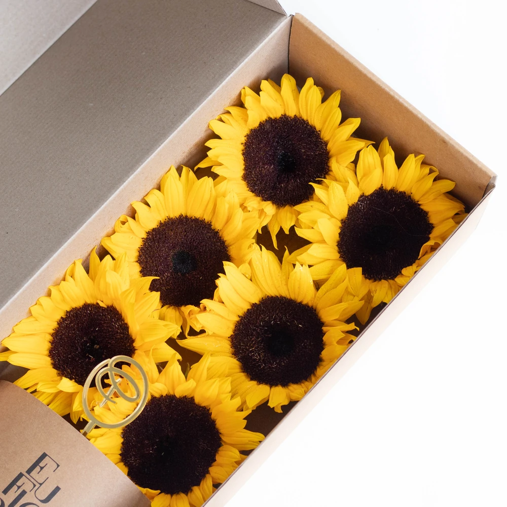 CAJA CON 6 GIRASOLES EDICION EUFLORIA + CORAZON DE LA IBERICA — GIRASOL